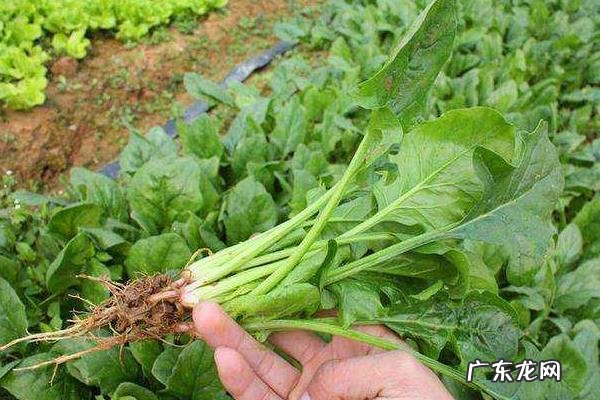 菠菜死苗是什么原因，菠菜死苗怎么治？