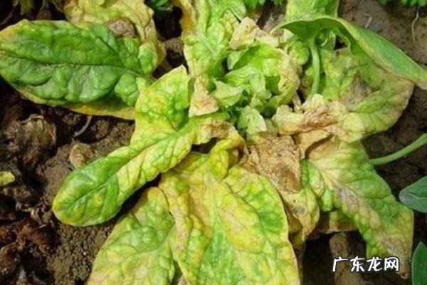 菠菜死苗是什么原因，菠菜死苗怎么治？