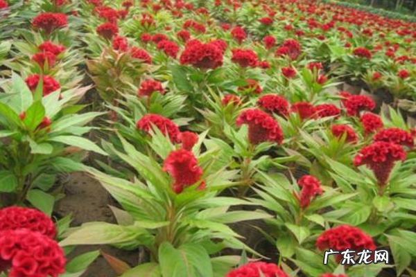 鸡冠花种子怎么种，如何采收？