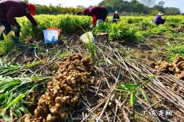 姜芽种植技术,在大棚中进行催芽工作
