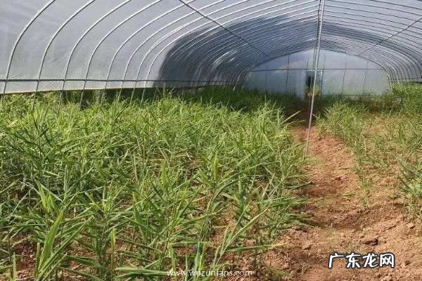 姜芽种植技术,在大棚中进行催芽工作