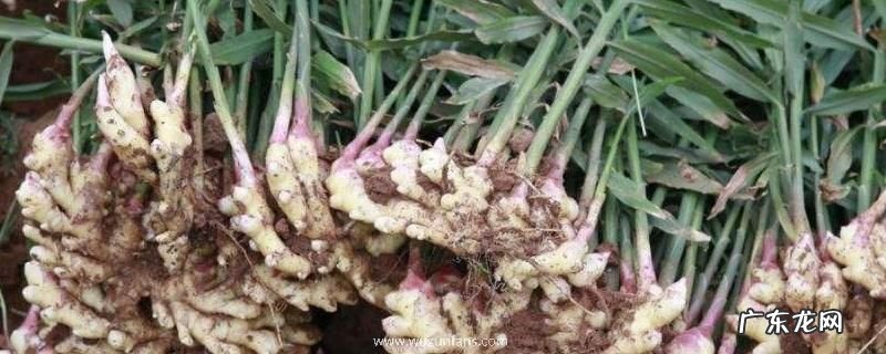 姜芽种植技术,在大棚中进行催芽工作