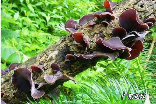 黑木耳种植技术，多采用深坑栽培