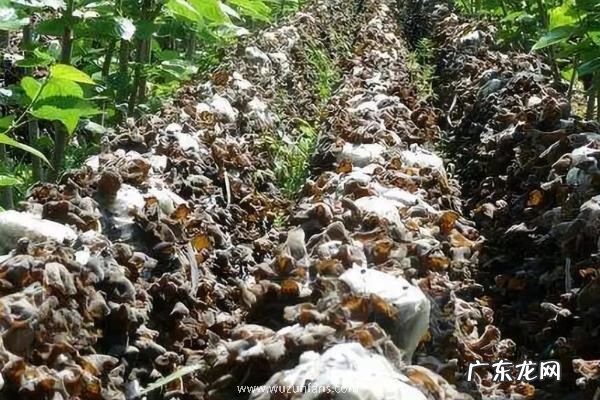 黑木耳种植技术，多采用深坑栽培