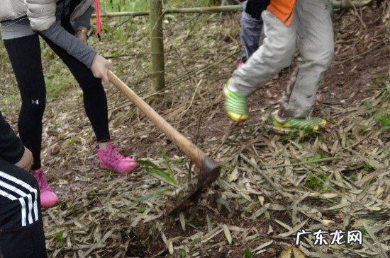 怎样挖冬笋一挖一准