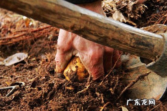 怎样挖冬笋一挖一准