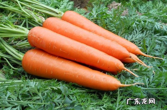 买的菜怎么保持新鲜