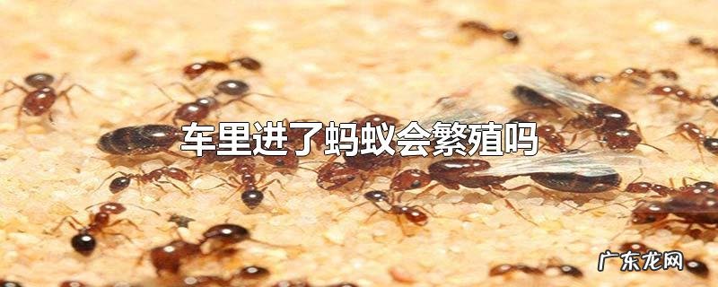车里进了蚂蚁会繁殖吗