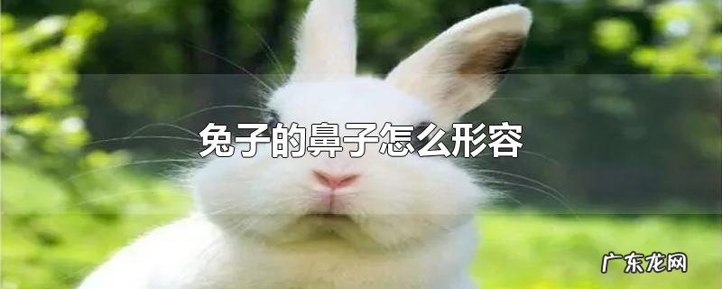 兔子的鼻子怎么形容