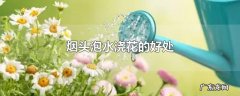 烟头泡水浇花的好处