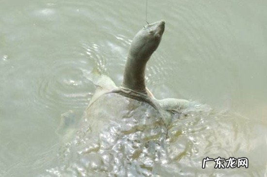 钓甲鱼的钩和绑法图解