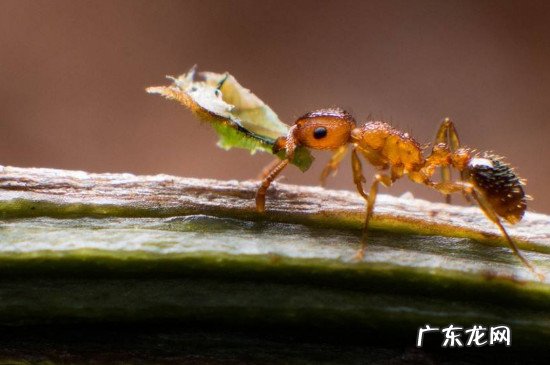 消除小黄家蚁小妙招