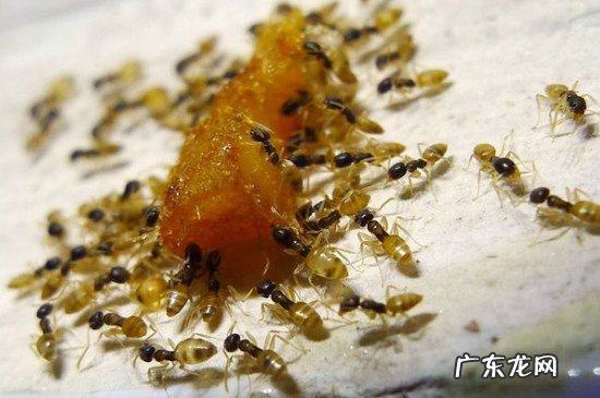 消除小黄家蚁小妙招