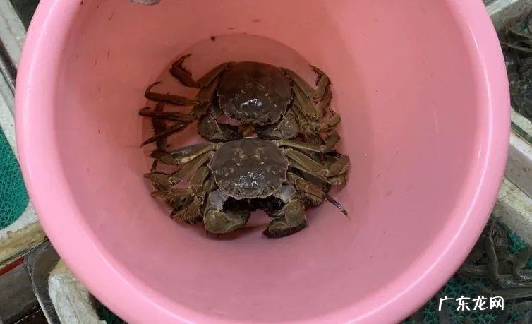 大闸蟹上市时间和结束时间