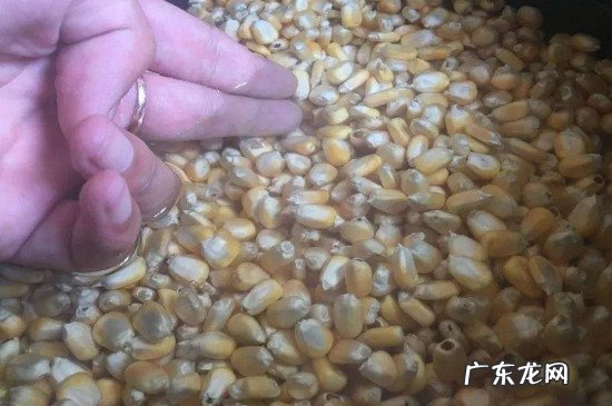 秋冬怎么钓草鱼