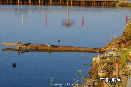 河里的螃蟹怎么钓