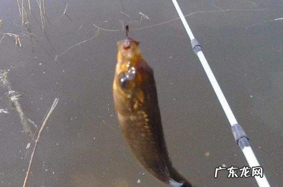 水深3米怎么钓鲫鱼