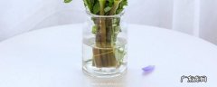 鲜花保鲜剂的主要作用