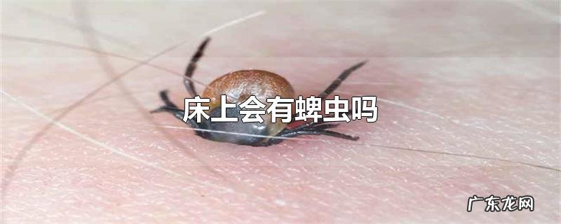 床上会有蜱虫吗