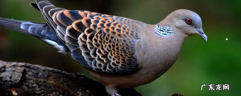 斑鸠禁忌