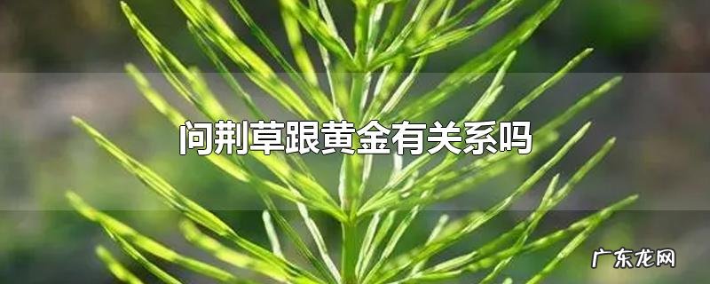 问荆草跟黄金有关系吗