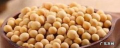 黄豆泡多久