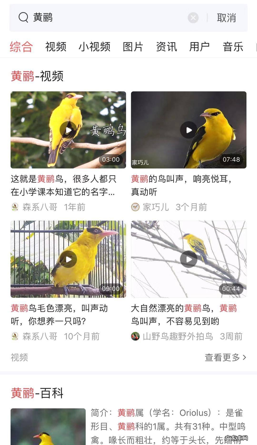 黄莺的叫声是用什么发声的 形容黄莺的叫声