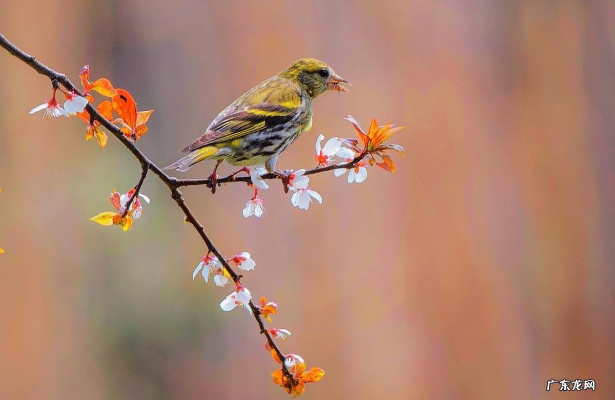 黄莺的叫声是用什么发声的 形容黄莺的叫声