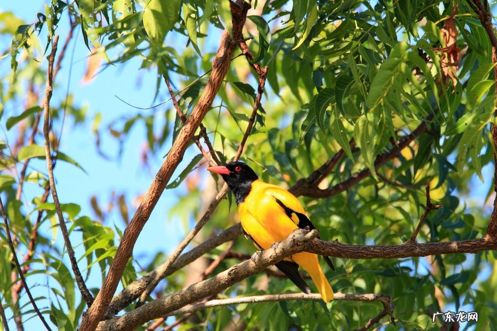 黄莺的叫声是用什么发声的 形容黄莺的叫声
