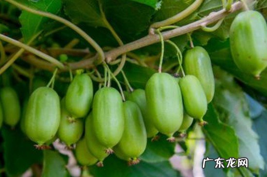 软枣子怎么处理才能吃