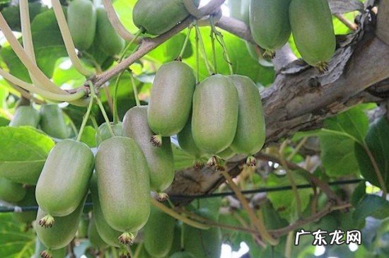 软枣子怎么处理才能吃