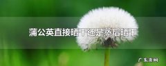 蒲公英直接晒干还是蒸后晒干