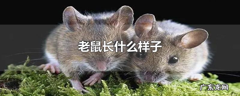 老鼠长什么样子