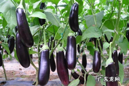 茄子与菌类能同吃吗