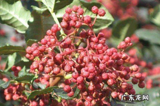 花椒蒸梨的禁忌症