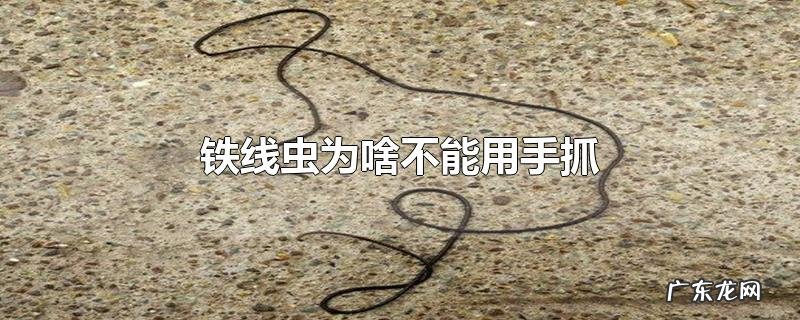 铁线虫为啥不能用手抓