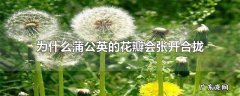 为什么蒲公英的花瓣会张开合拢