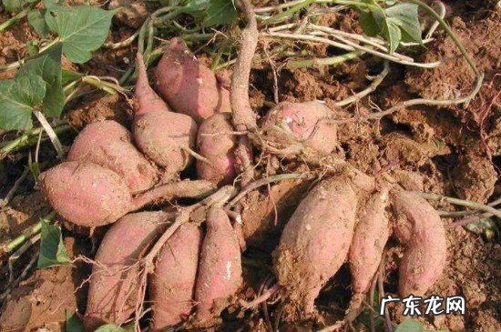 红薯能和螃蟹一块吃吗