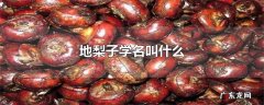地梨子学名叫什么