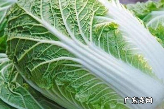 白菜上的黑点点是什么