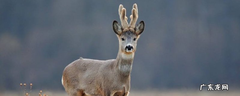 狍子和鹿的显著区别