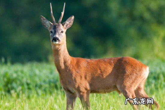 狍子和鹿的显著区别