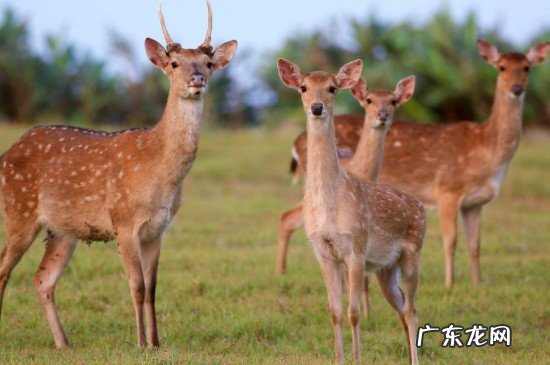 狍子和鹿的显著区别