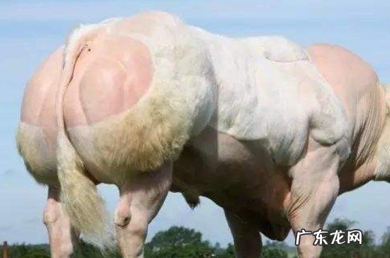 牛屁股肉叫什么