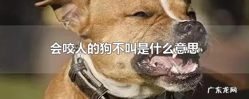会咬人的狗不叫是什么意思