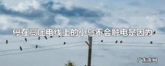 停在高压电线上的小鸟不会触电是因为