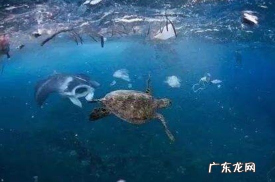 海洋垃圾有哪些