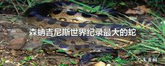 森蚺吉尼斯世界纪录最大的蛇