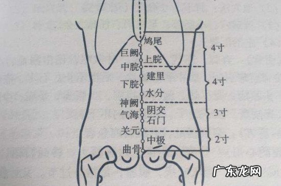 上腕的准确位置图作用