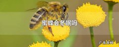 蜜蜂会冬眠吗